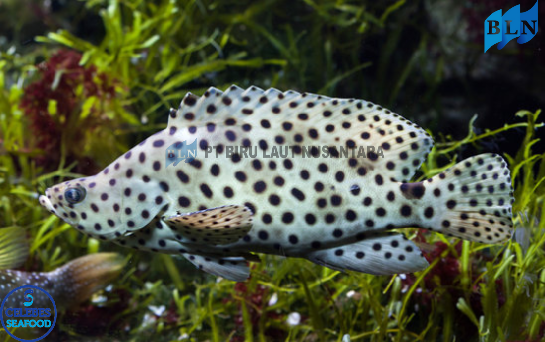 Barramundi Cod: A Premium Choice for Fine Dining